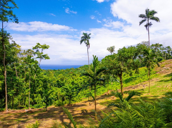 Fourteenth image of 341 San San in Fairy Hill, Portland, Jamaica - property is For Sale