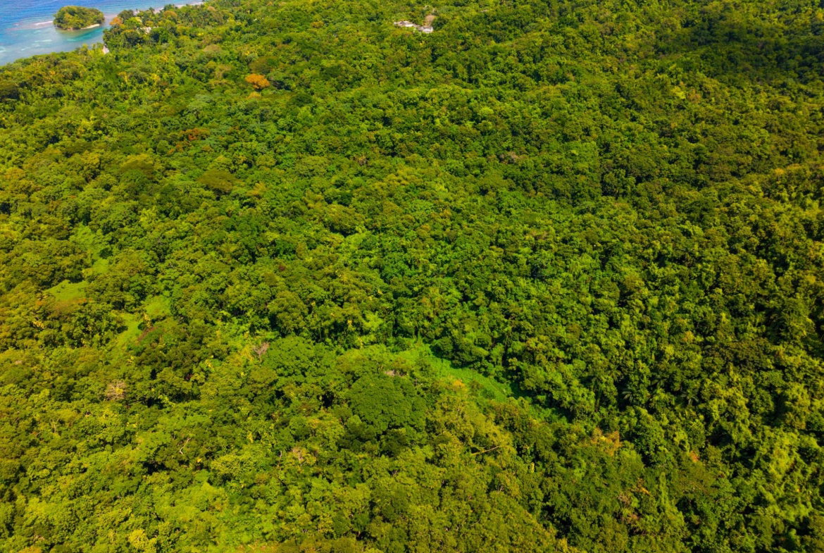 Twenty-Fourth image of 341 San San in Fairy Hill, Portland, Jamaica - property is For Sale