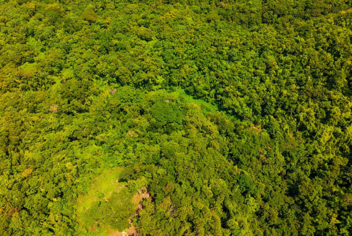 Twenty-Fifth image of 341 San San in Fairy Hill, Portland, Jamaica - property is For Sale