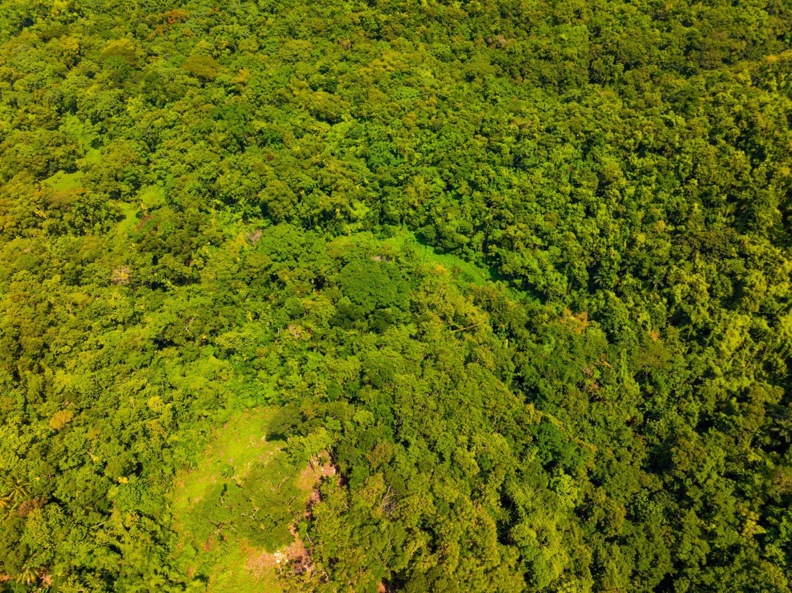Prime-8.3-Acres-for-Sale-in-San-San-Estate-Jamaica Twenty-Fifth image of 341 San San in Fairy Hill, Portland, Jamaica - property is For Sale