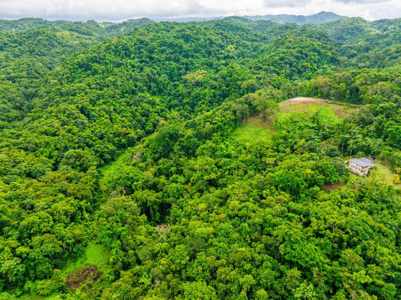 Prime-8.3-Acres-for-Sale-in-San-San-Estate-Jamaica Sixth image of 341 San San in Fairy Hill, Portland, Jamaica - property is For Sale