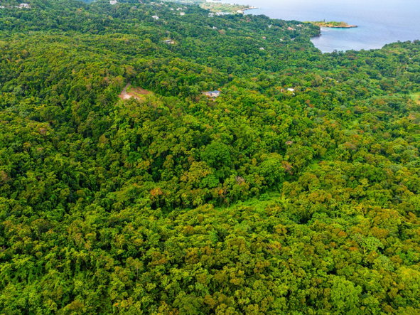 Ninth image of 341 San San in Fairy Hill, Portland, Jamaica - property is For Sale