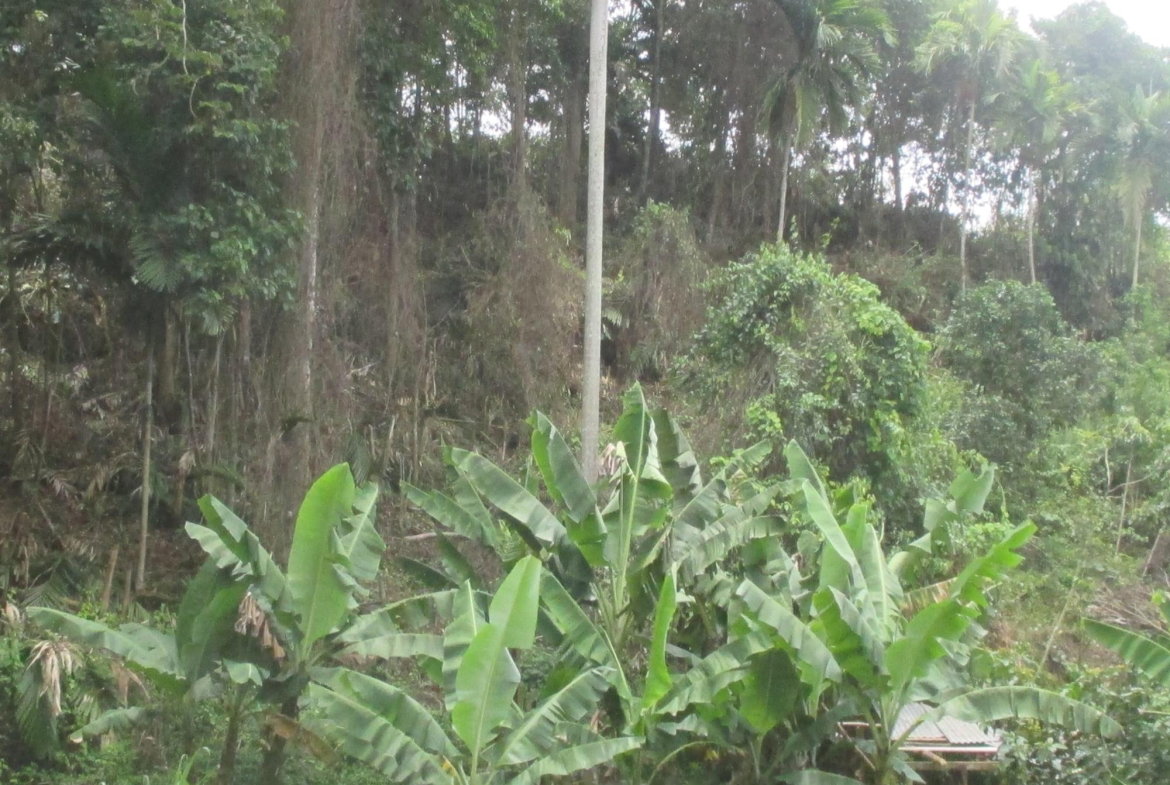 First image of 5 Woodlawn Road in Mandeville, Manchester, Jamaica - property is For Sale