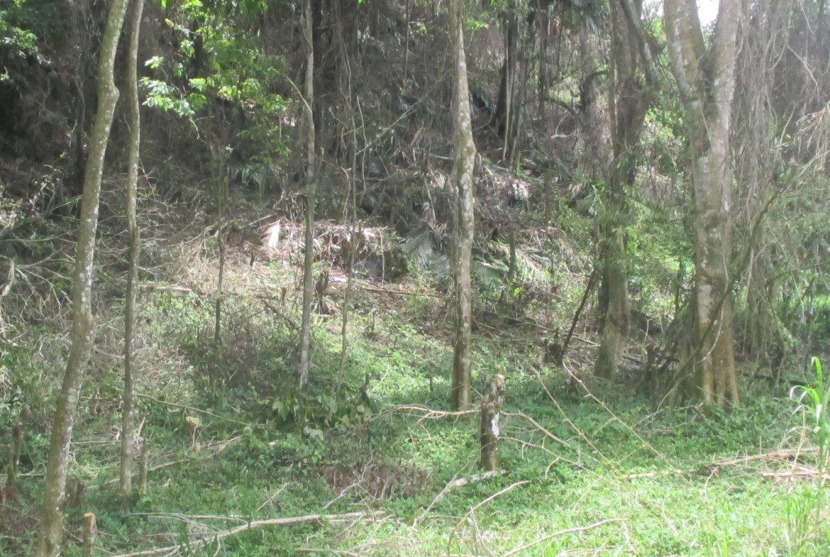 Third image of 5 Woodlawn Road in Mandeville, Manchester, Jamaica - property is For Sale