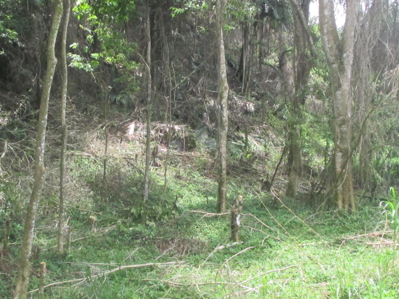Prime-Residential-Lot-for-Sale-in-Jamaica-5-Woodlawn-Road Third image of 5 Woodlawn Road in Mandeville, Manchester, Jamaica - property is For Sale