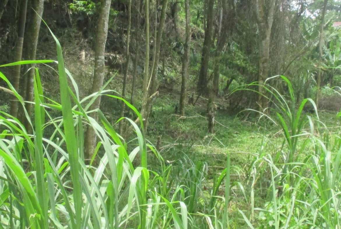 Fourth image of 5 Woodlawn Road in Mandeville, Manchester, Jamaica - property is For Sale