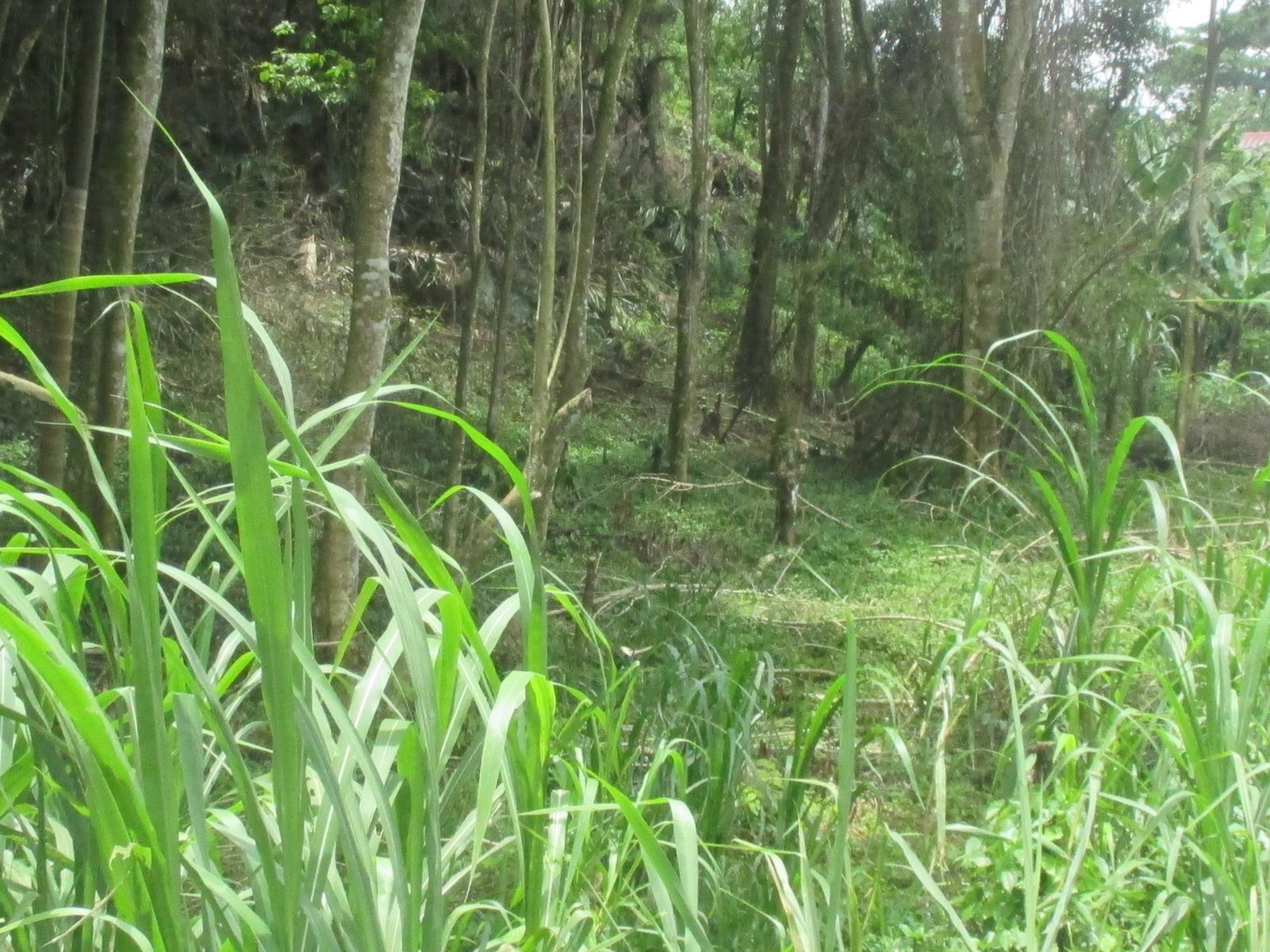 Prime-Residential-Lot-for-Sale-in-Jamaica-5-Woodlawn-Road Fourth image of 5 Woodlawn Road in Mandeville, Manchester, Jamaica - property is For Sale