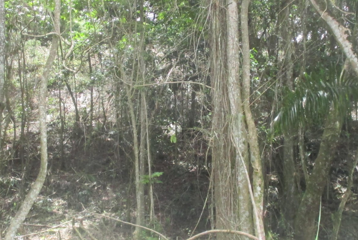 Fifth image of 5 Woodlawn Road in Mandeville, Manchester, Jamaica - property is For Sale
