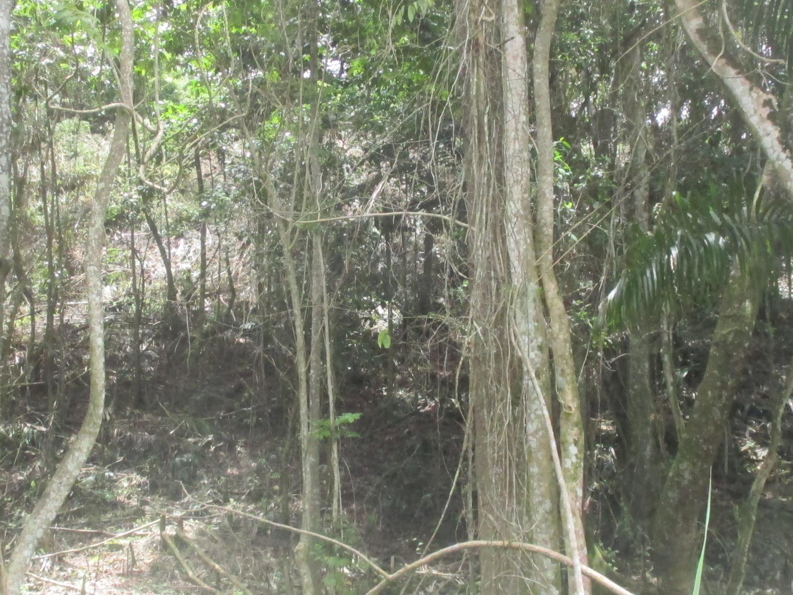 Prime-Residential-Lot-for-Sale-in-Jamaica-5-Woodlawn-Road Fifth image of 5 Woodlawn Road in Mandeville, Manchester, Jamaica - property is For Sale