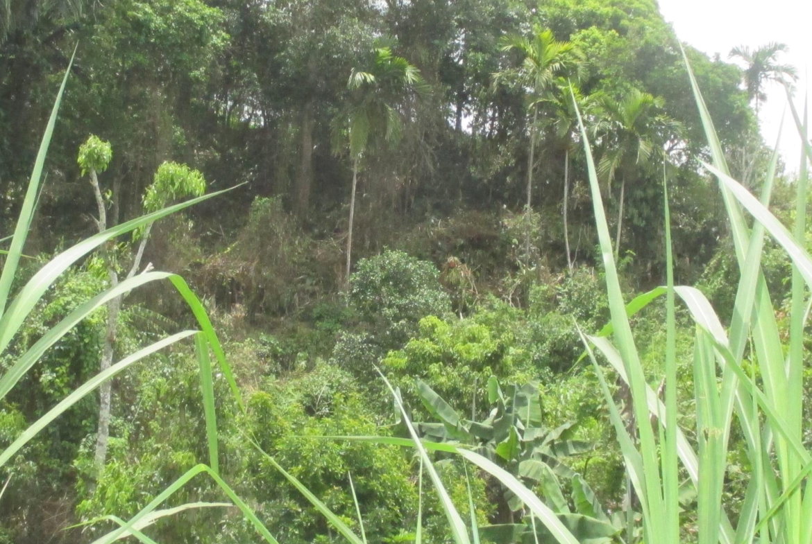 Sixth image of 5 Woodlawn Road in Mandeville, Manchester, Jamaica - property is For Sale