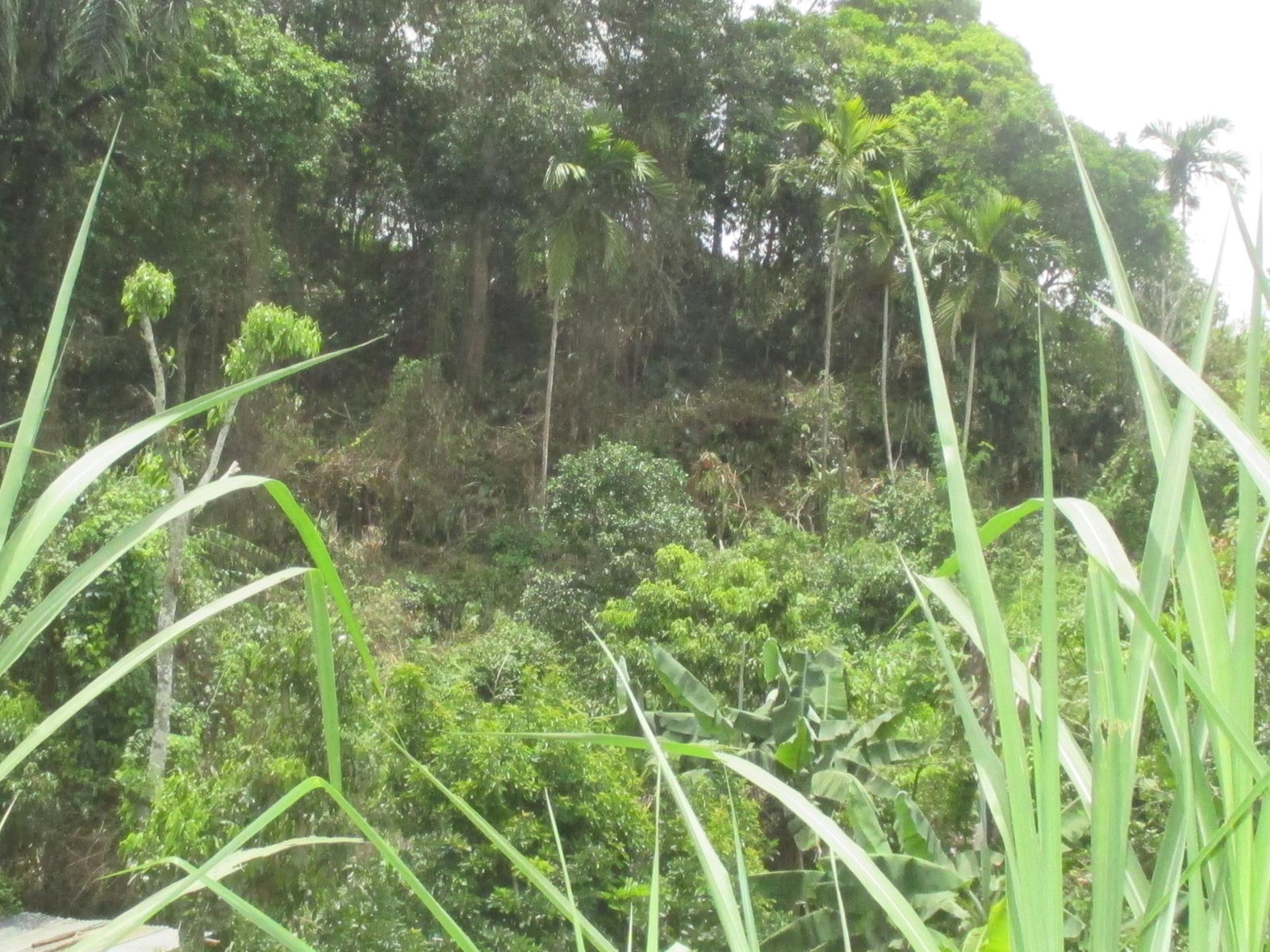 Prime-Residential-Lot-for-Sale-in-Jamaica-5-Woodlawn-Road Sixth image of 5 Woodlawn Road in Mandeville, Manchester, Jamaica - property is For Sale