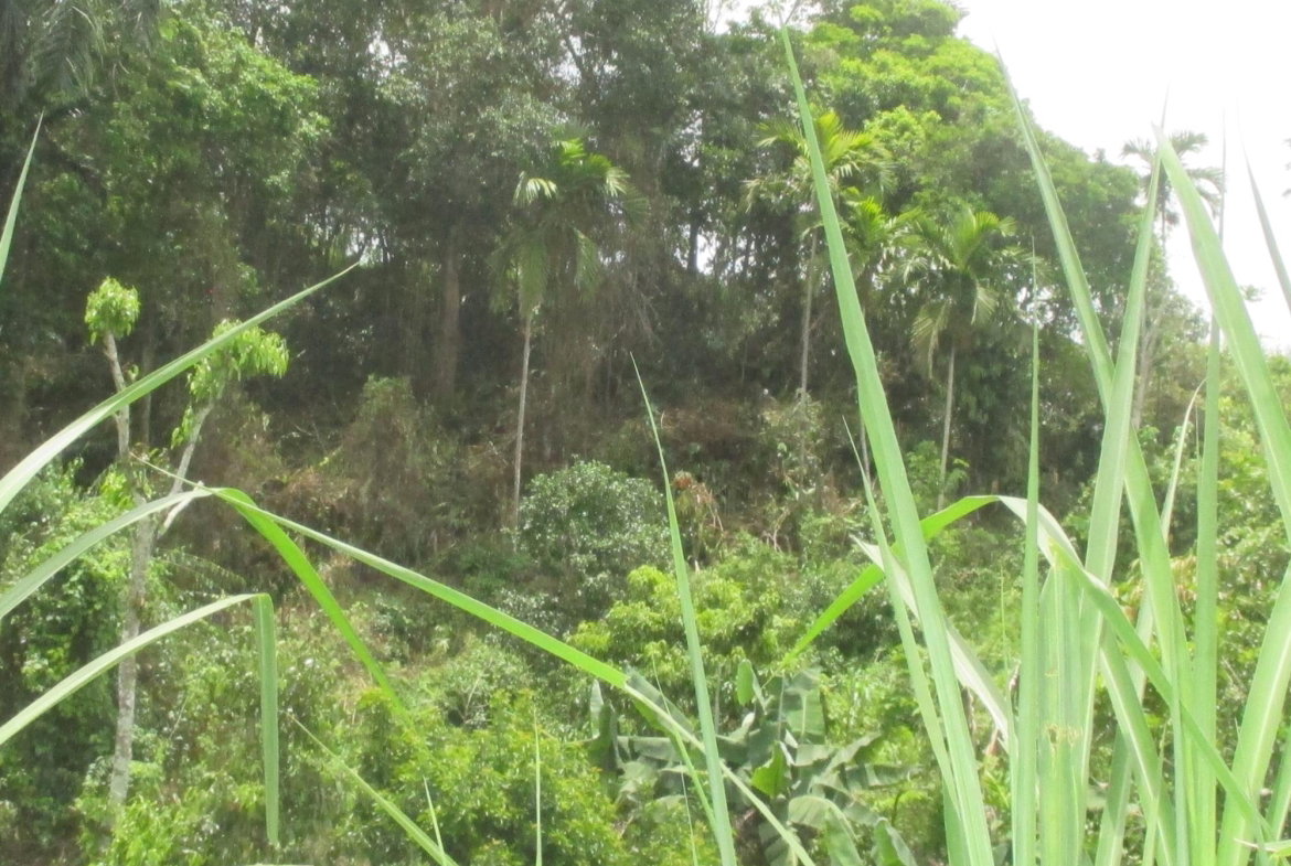 Seventh image of 5 Woodlawn Road in Mandeville, Manchester, Jamaica - property is For Sale