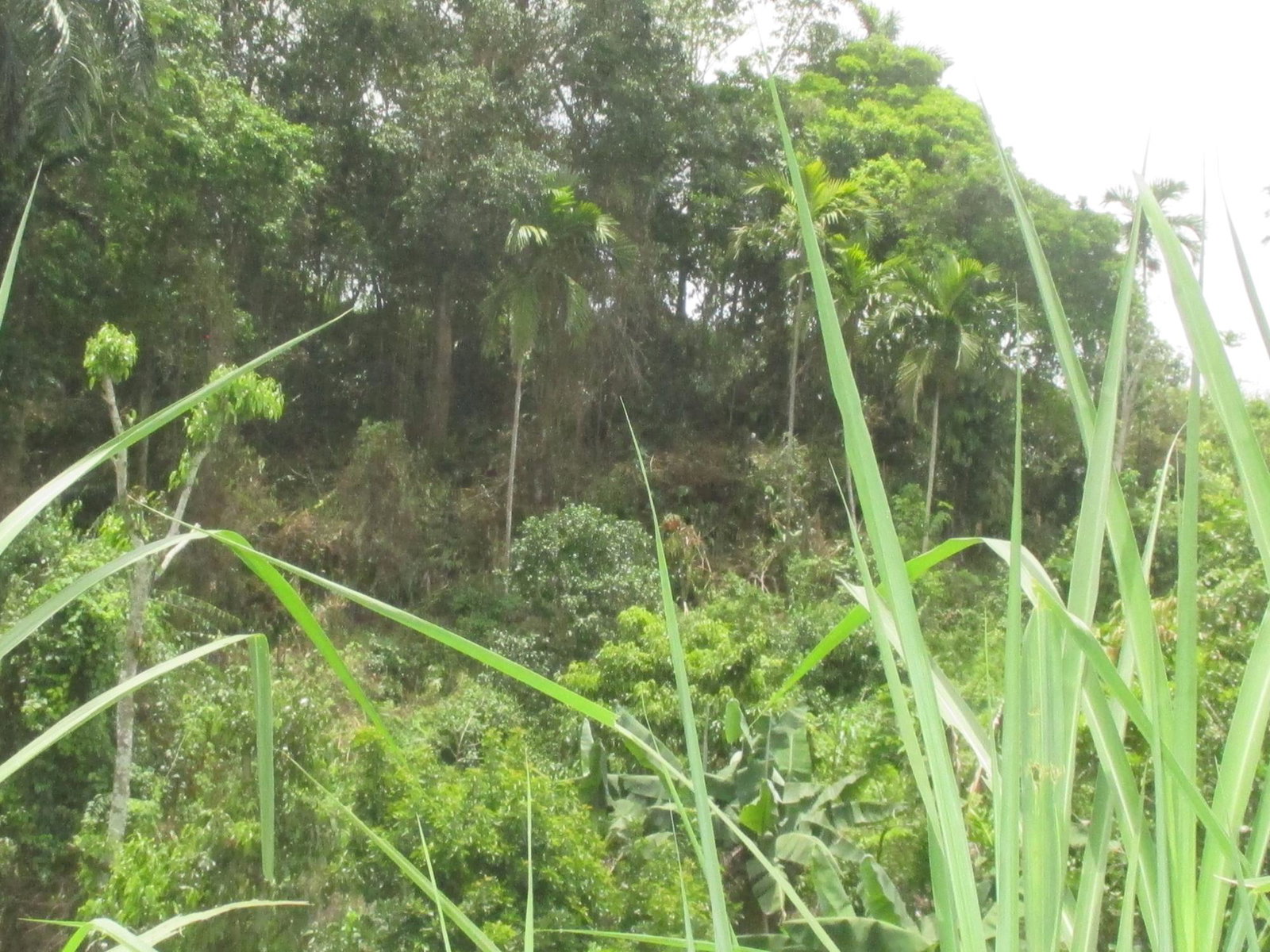 Prime-Residential-Lot-for-Sale-in-Jamaica-5-Woodlawn-Road Seventh image of 5 Woodlawn Road in Mandeville, Manchester, Jamaica - property is For Sale