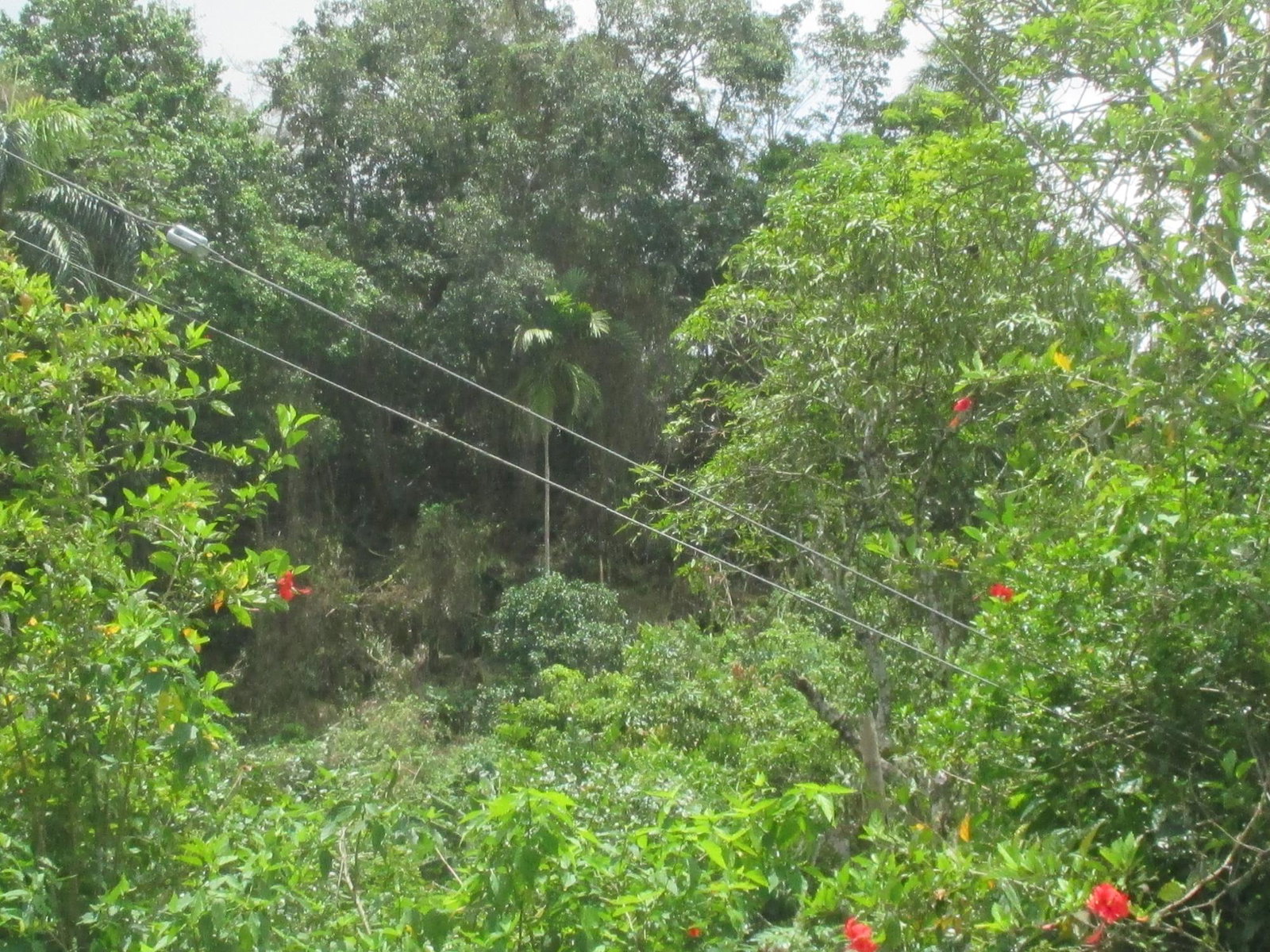 Prime-Residential-Lot-for-Sale-in-Jamaica-5-Woodlawn-Road Eighth image of 5 Woodlawn Road in Mandeville, Manchester, Jamaica - property is For Sale