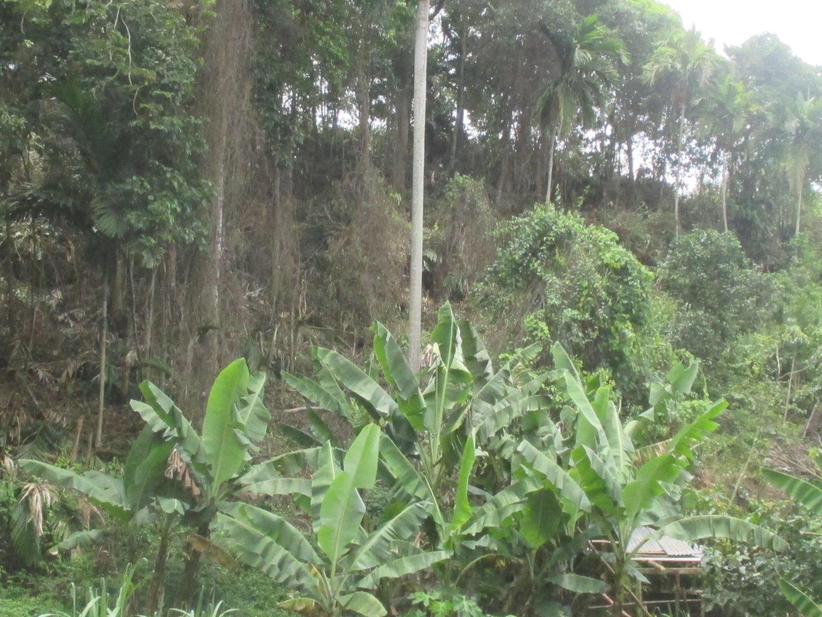Prime-Residential-Lot-for-Sale-in-Jamaica-5-Woodlawn-Road First image of 5 Woodlawn Road in Mandeville, Manchester, Jamaica - property is For Sale