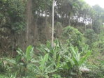 First image of 5 Woodlawn Road in Mandeville, Manchester, Jamaica - property is For Sale