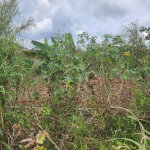 First image of 261 Blenheim,salmon Town p a, in Salmon Town, Manchester, Jamaica - property is For Sale