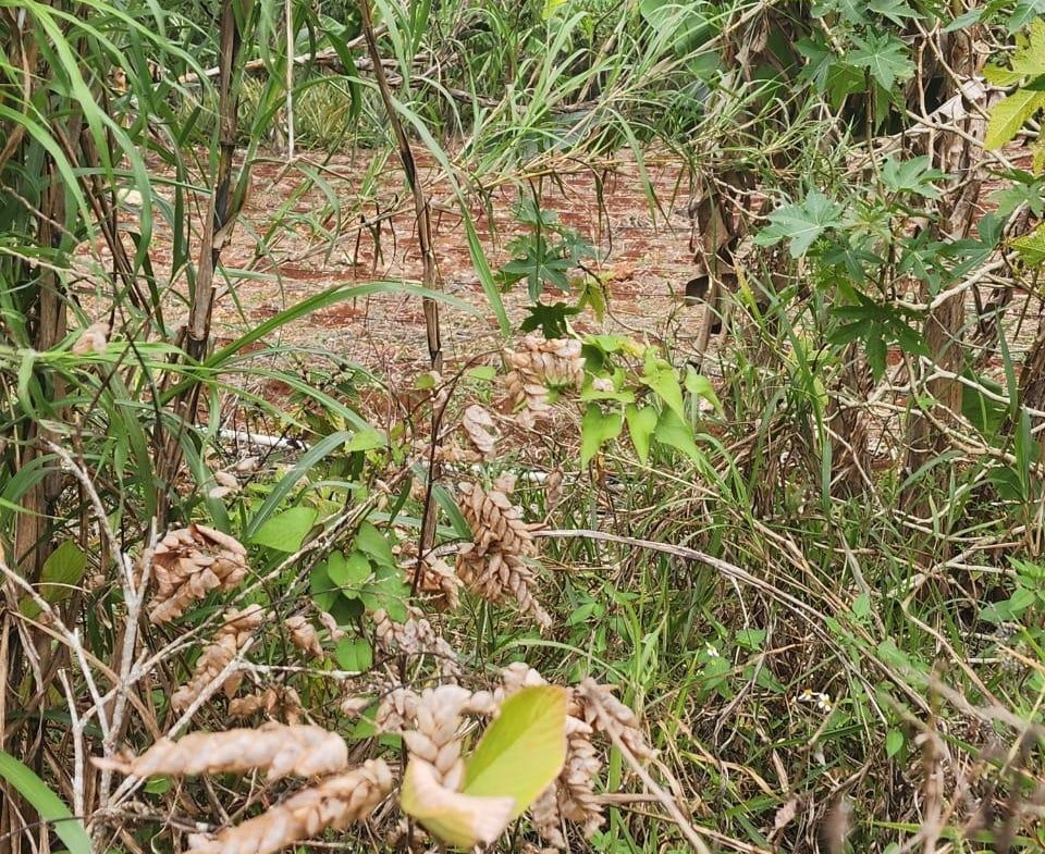 Third image of 261 Blenheim,salmon Town p a, in Salmon Town, Manchester, Jamaica - property is For Sale