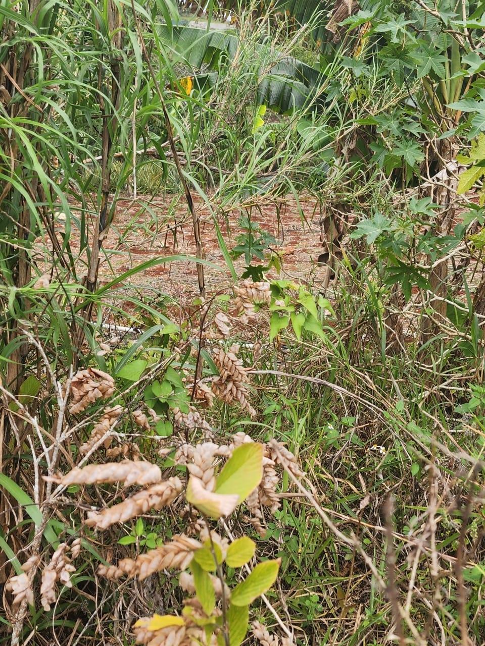 Prime-Residential-Lot-for-Sale-in-Manchester-Jamaica-261-Blenheim Third image of 261 Blenheim,salmon Town p a, in Salmon Town, Manchester, Jamaica - property is For Sale
