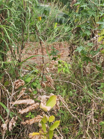 Third image of 261 Blenheim,salmon Town p a, in Salmon Town, Manchester, Jamaica - property is For Sale