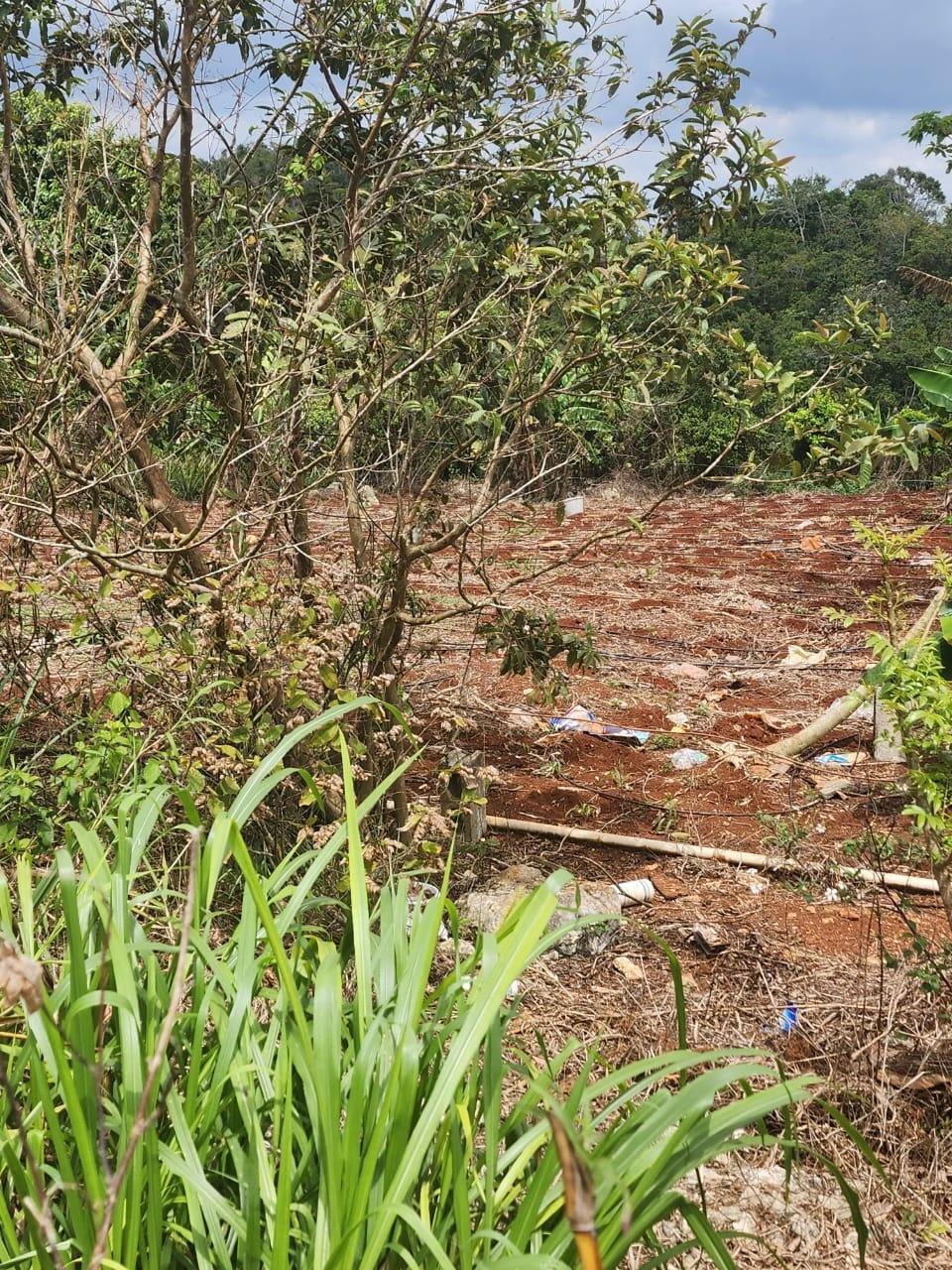 Prime-Residential-Lot-for-Sale-in-Manchester-Jamaica-261-Blenheim Fifth image of 261 Blenheim,salmon Town p a, in Salmon Town, Manchester, Jamaica - property is For Sale