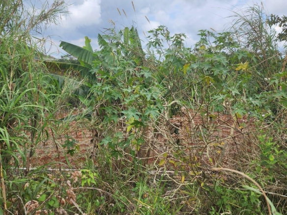 First image of 261 Blenheim,salmon Town p a, in Salmon Town, Manchester, Jamaica - property is For Sale