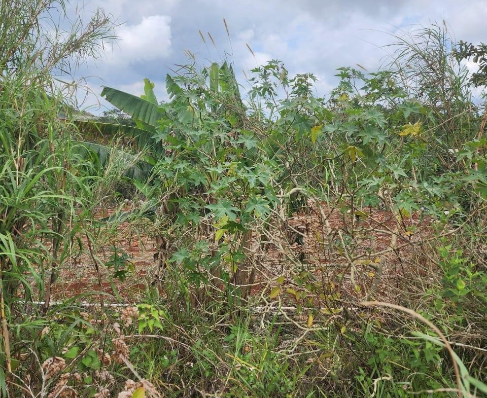 First image of 261 Blenheim,salmon Town p a, in Salmon Town, Manchester, Jamaica - property is For Sale