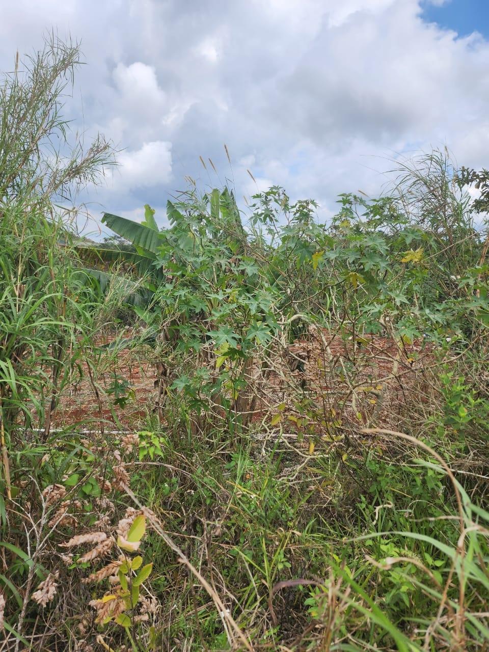Prime-Residential-Lot-for-Sale-in-Manchester-Jamaica-261-Blenheim First image of 261 Blenheim,salmon Town p a, in Salmon Town, Manchester, Jamaica - property is For Sale