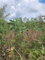 First image of 261 Blenheim,salmon Town p a, in Salmon Town, Manchester, Jamaica - property is For Sale