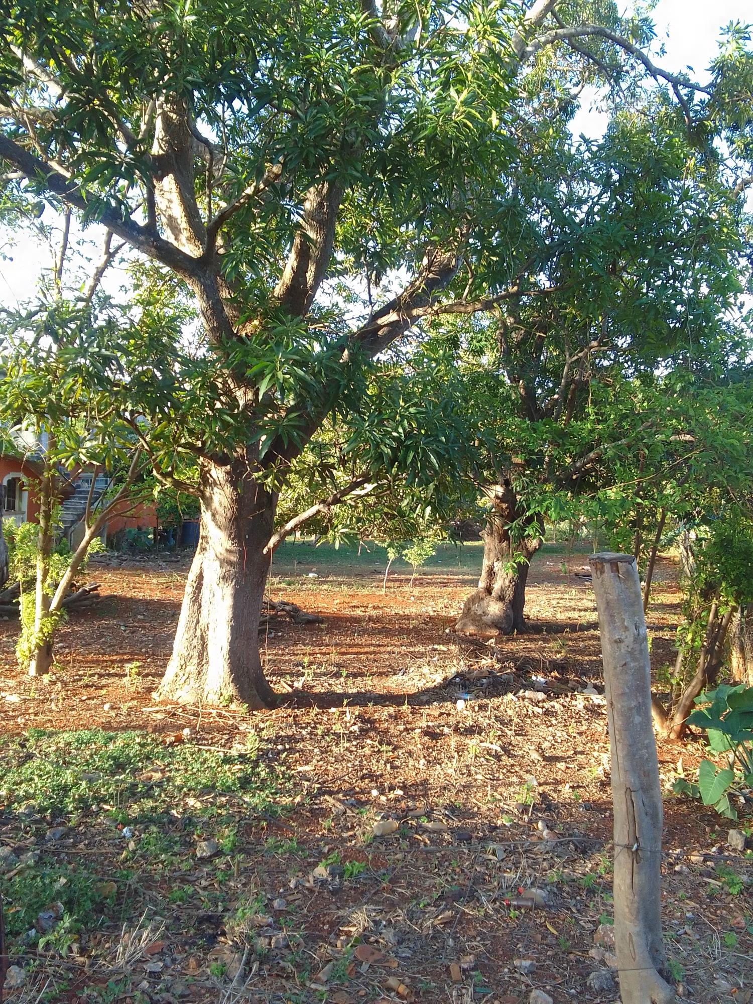 Fourth image of Prospect, Manchester in Prospect, Manchester, Jamaica - property is For Sale