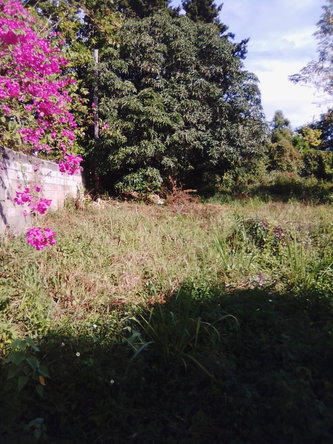 Fourth image of Lot 1 Part of Andersleigh in May Pen, Clarendon, Jamaica - property is For Sale
