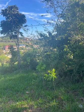 Eleventh image of Part of Fairfield Mountai in Lincoln, Manchester, Jamaica - property is For Sale