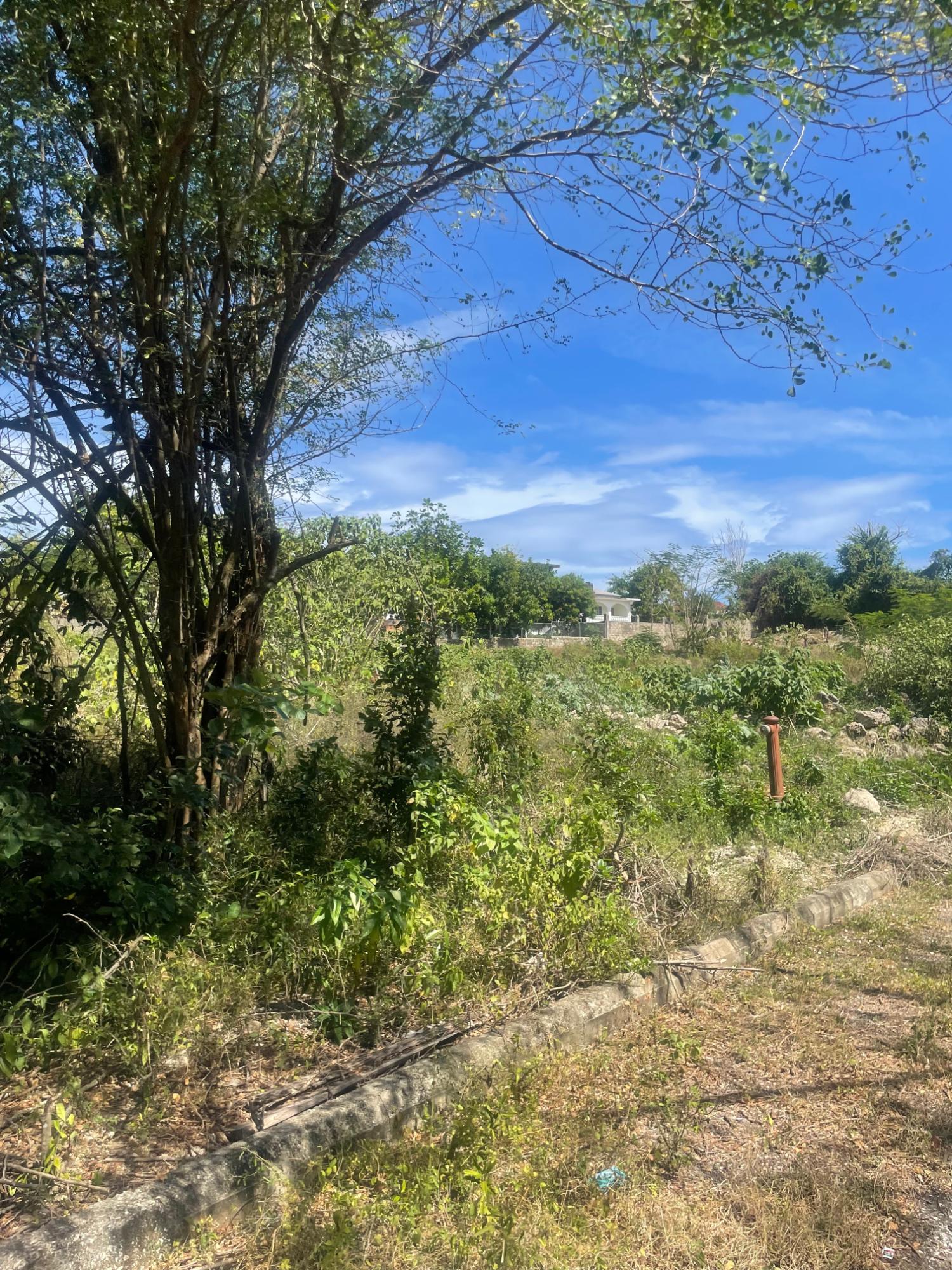 Fourth image of Lot 11 Pedro Pen in Pedro Pen, Hanover, Jamaica - property is For Sale