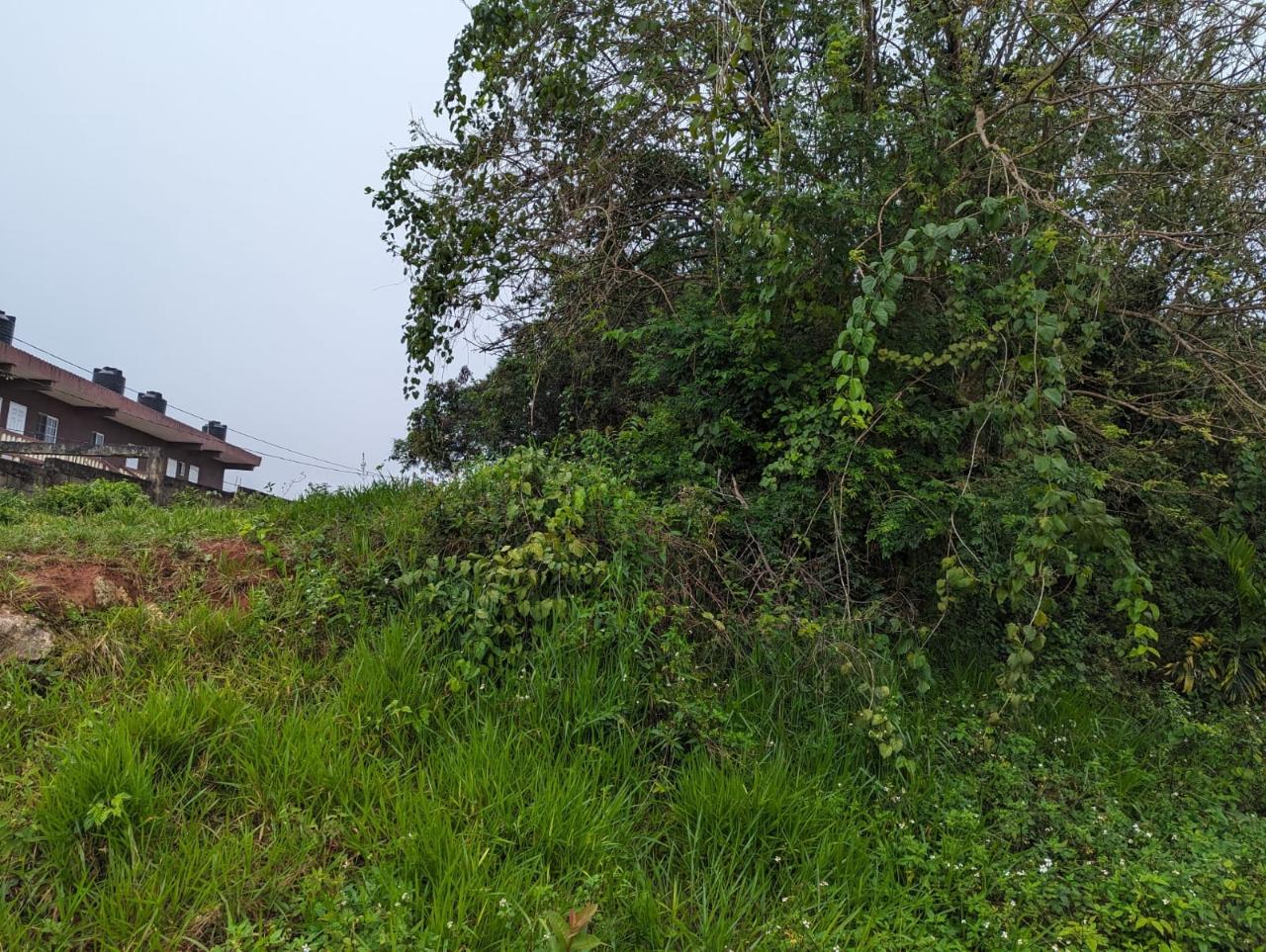 Residential-Lot-for-Sale-in-Jamaica-Lot-19-Cedar-Grove Fifth image of Lot-19 Cedar Grove in Mandeville, Manchester, Jamaica - property is For Sale