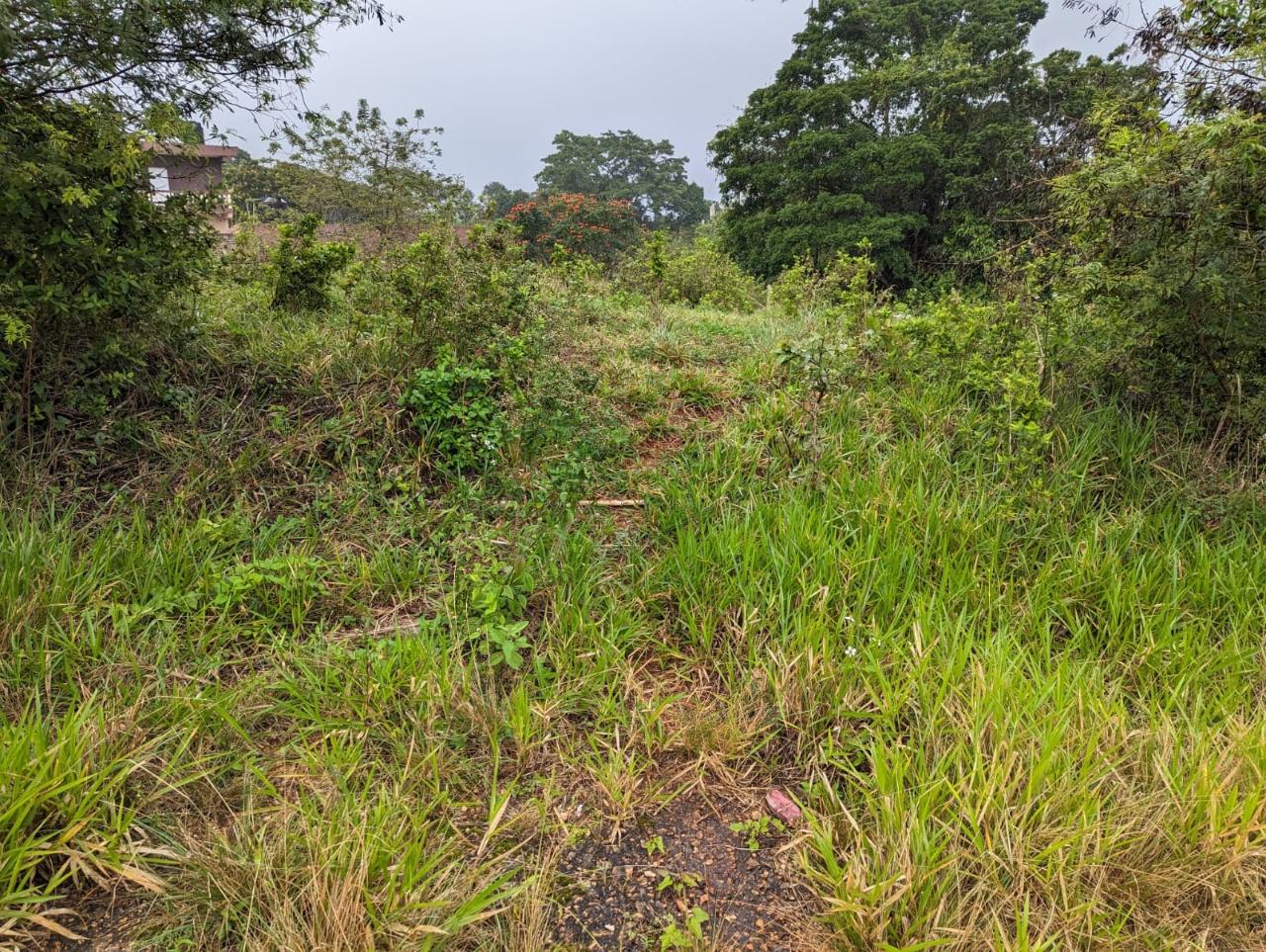 Residential-Lot-for-Sale-in-Jamaica-Lot-19-Cedar-Grove Eighth image of Lot-19 Cedar Grove in Mandeville, Manchester, Jamaica - property is For Sale