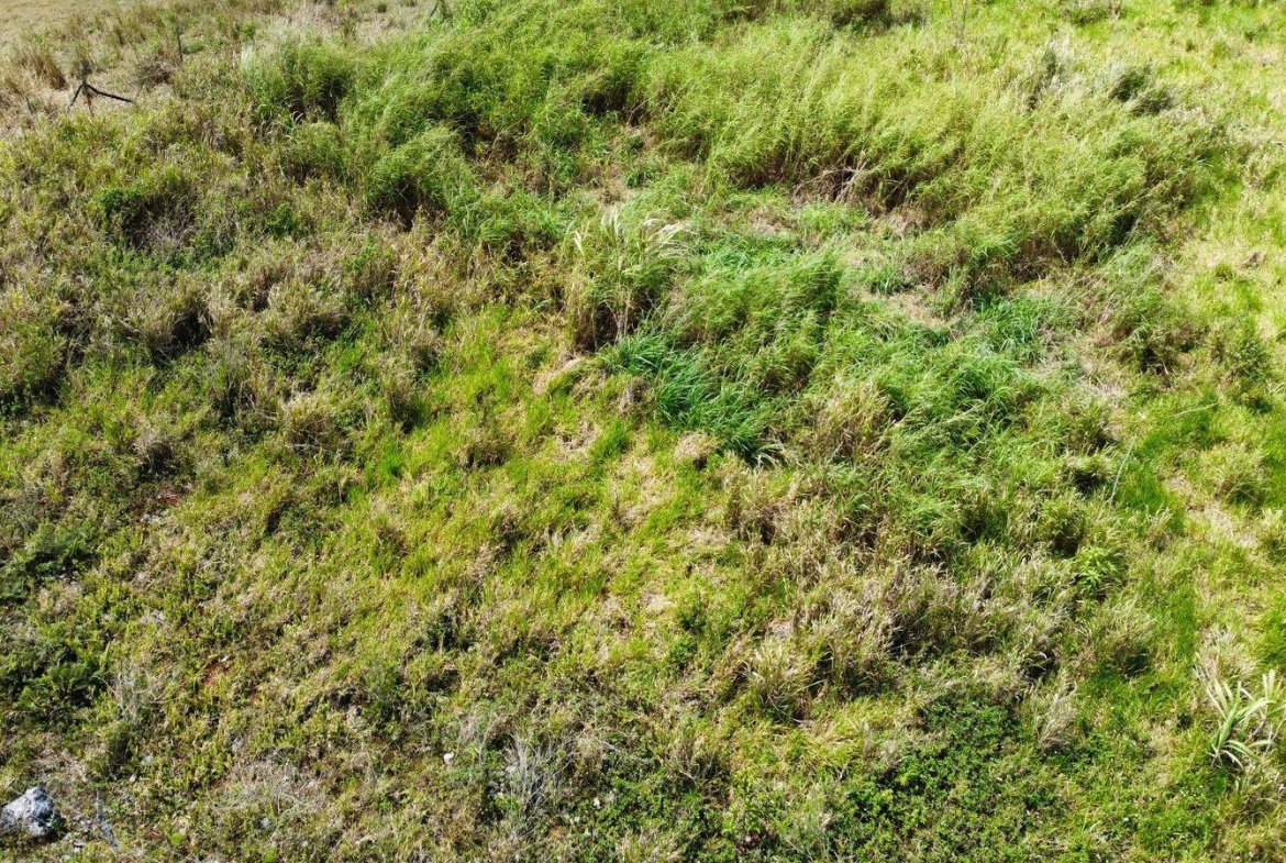 Eleventh image of Lot 413 New Wales in Mandeville, Manchester, Jamaica - property is For Sale