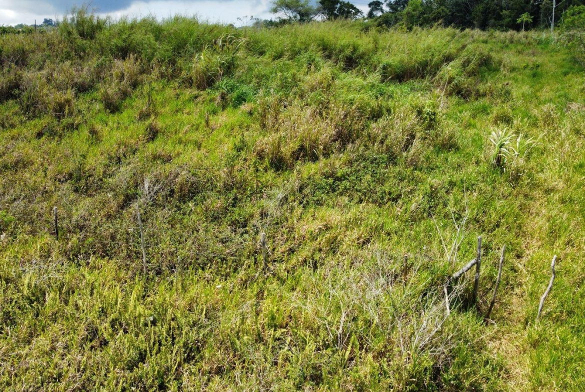 Twelfth image of Lot 413 New Wales in Mandeville, Manchester, Jamaica - property is For Sale