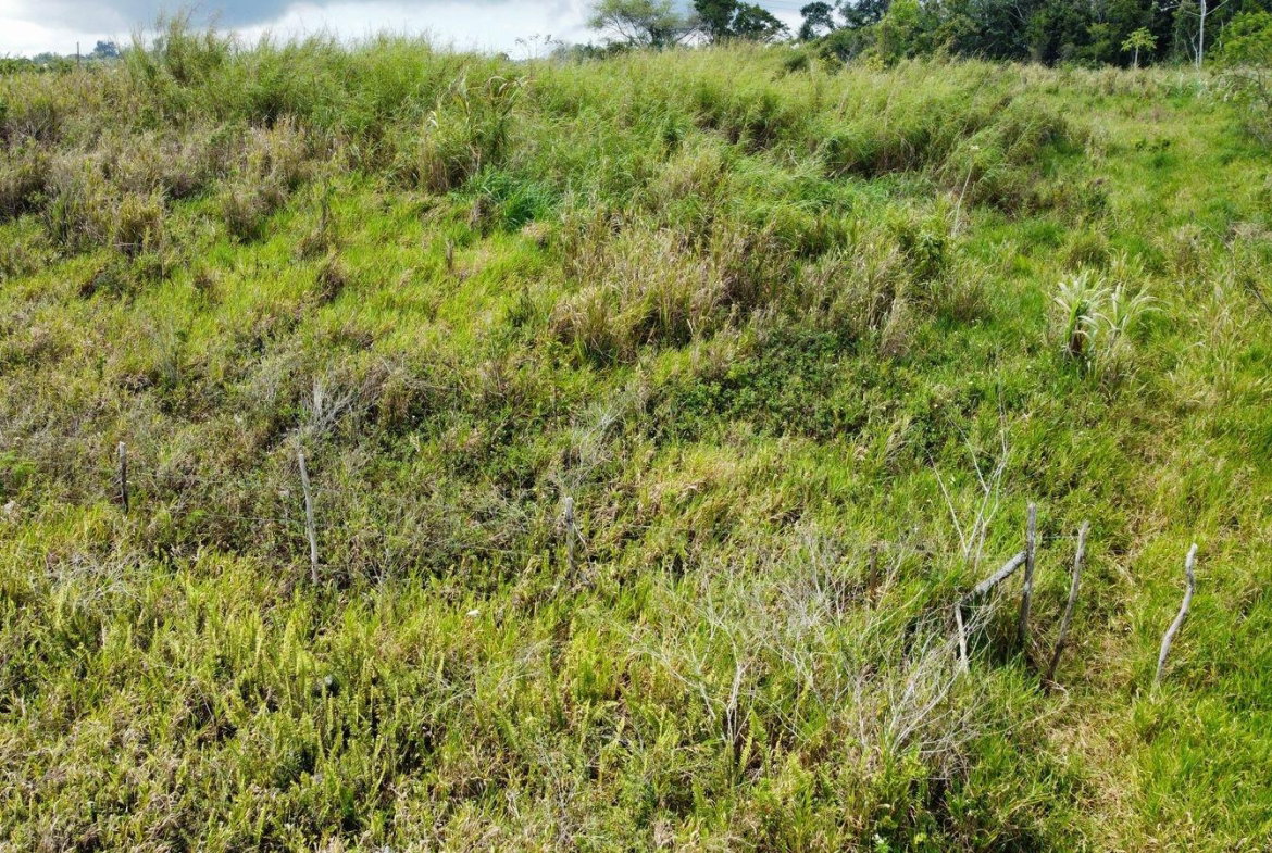 Eighteenth image of Lot 413 New Wales in Mandeville, Manchester, Jamaica - property is For Sale