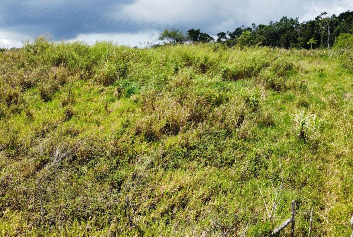 Sixth image of Lot 413 New Wales in Mandeville, Manchester, Jamaica - property is For Sale