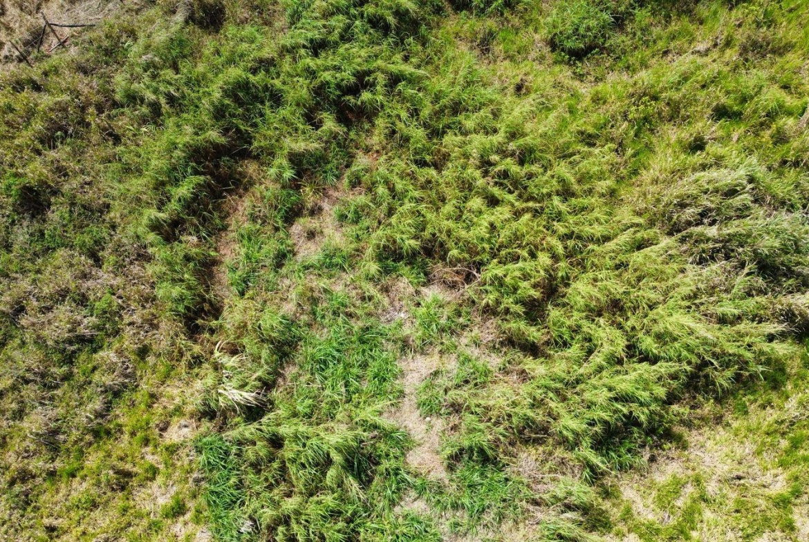 Eighth image of Lot 413 New Wales in Mandeville, Manchester, Jamaica - property is For Sale