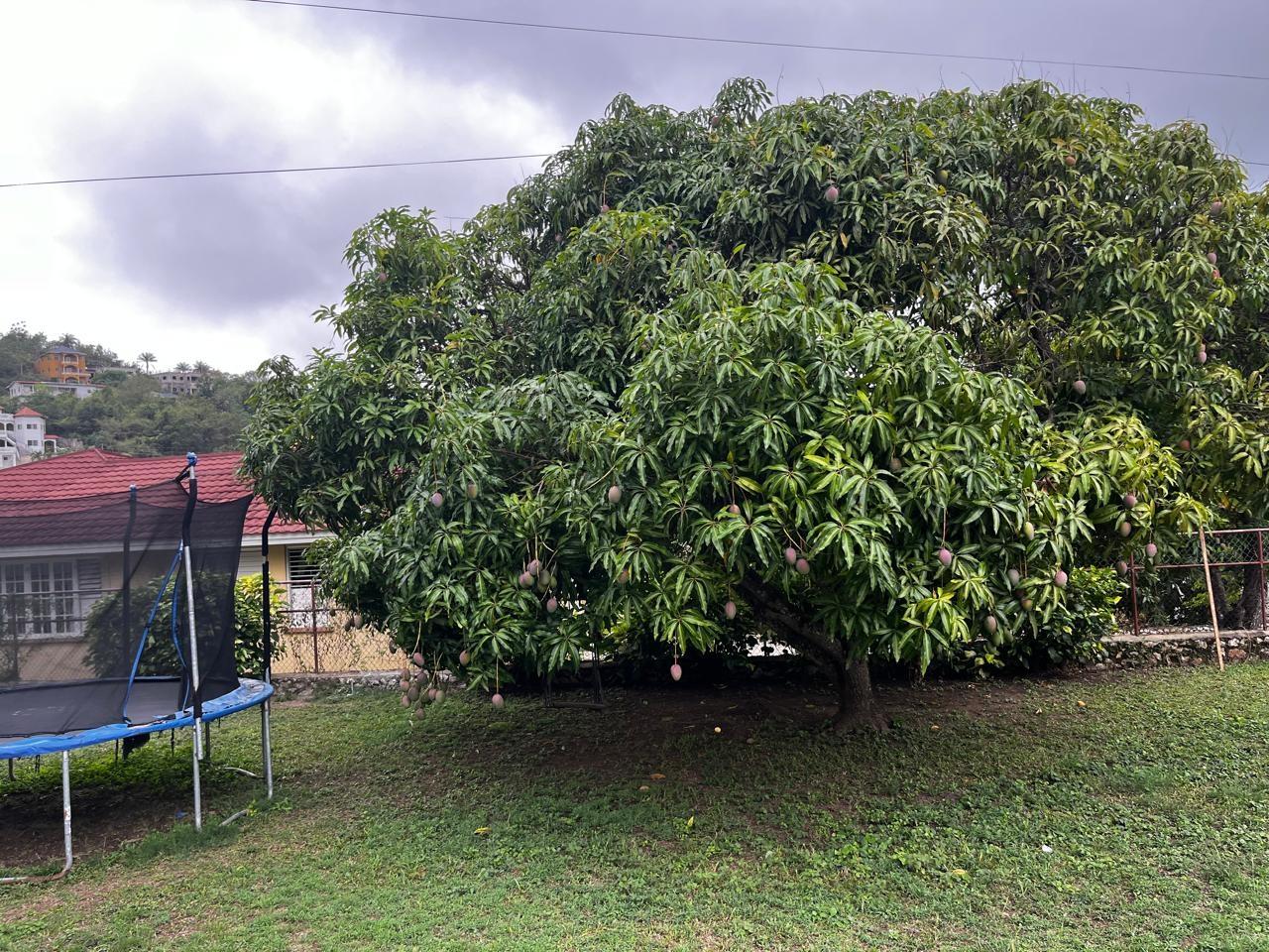 Spacious-1-Bedroom-Apartment-for-Rent-in-Gated-Community-St.-Andrew-Jamaica Fourteenth image of Unit 2-85 Happy Grove Road in Kingston 19, St. Andrew, Jamaica - property is For Rent