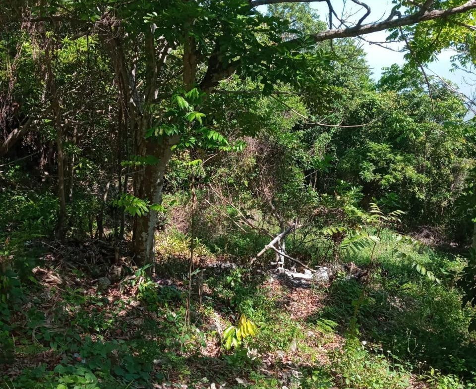 Second image of Schoolfield, Prosper in Prosper, St. Elizabeth, Jamaica - property is For Sale
