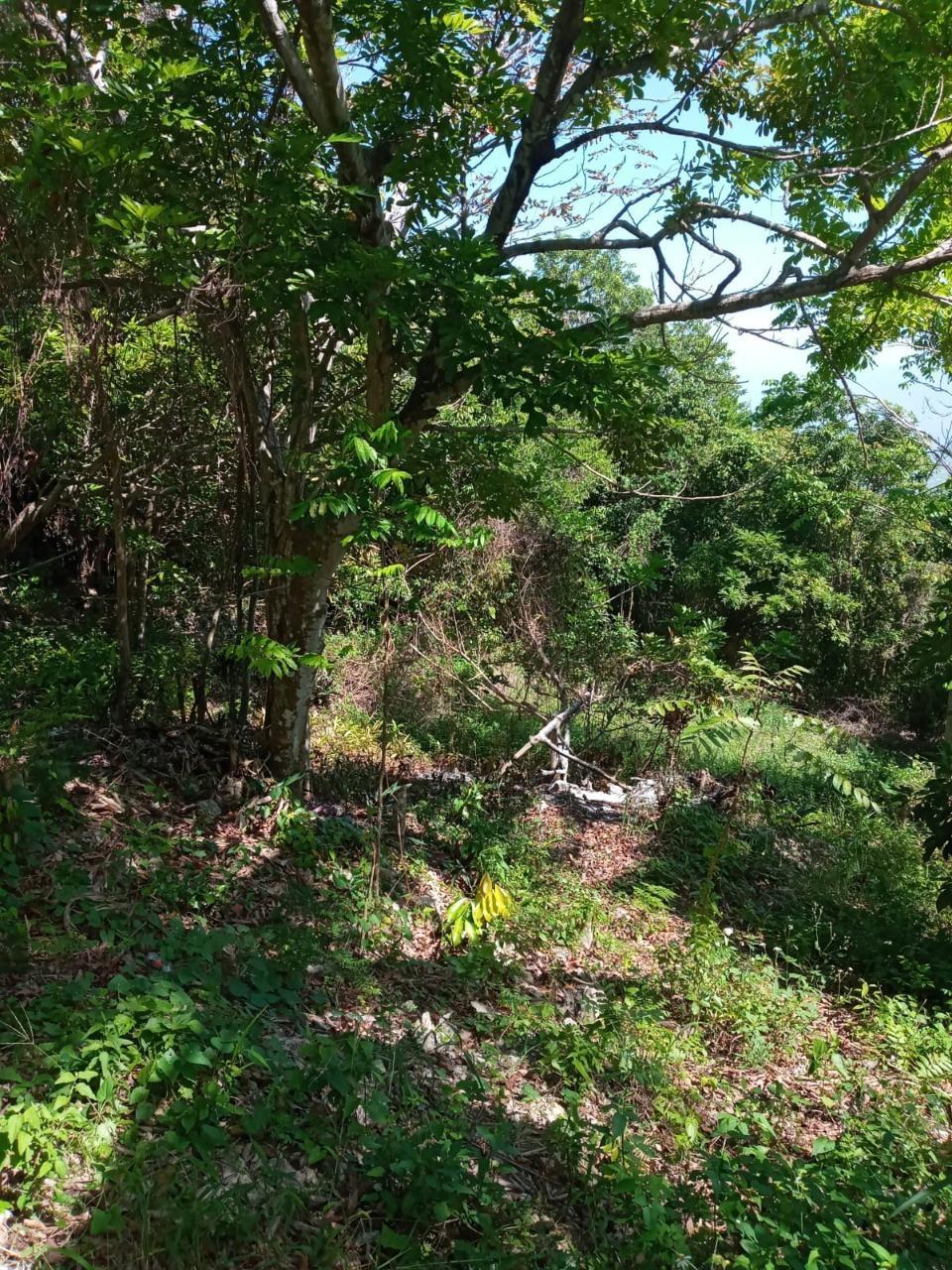 Second image of Schoolfield, Prosper in Prosper, St. Elizabeth, Jamaica - property is For Sale