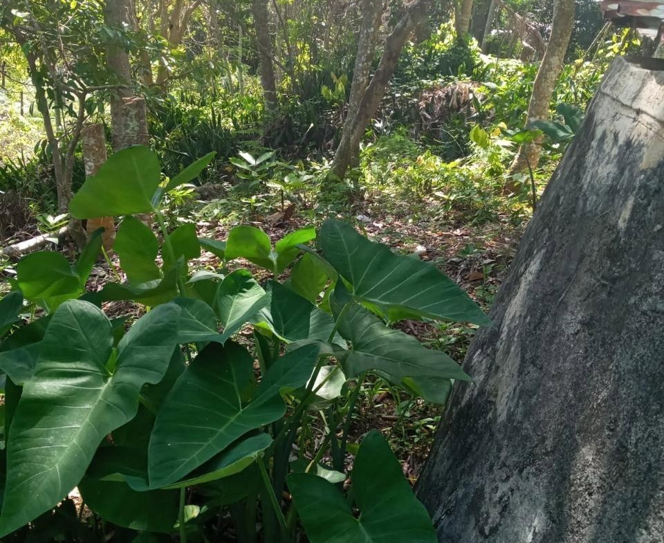 Third image of Schoolfield, Prosper in Prosper, St. Elizabeth, Jamaica - property is For Sale