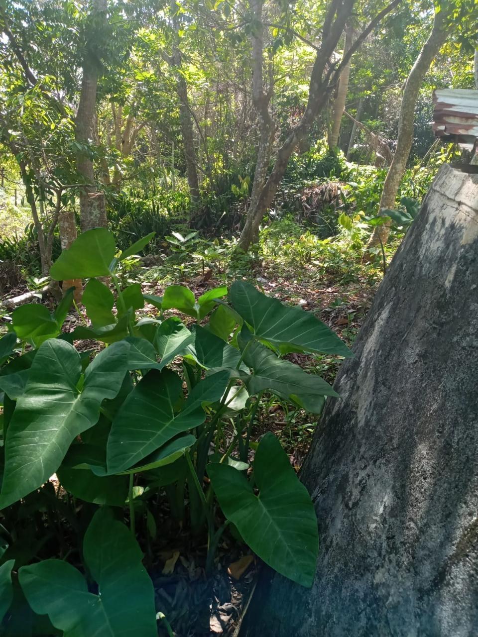 Third image of Schoolfield, Prosper in Prosper, St. Elizabeth, Jamaica - property is For Sale