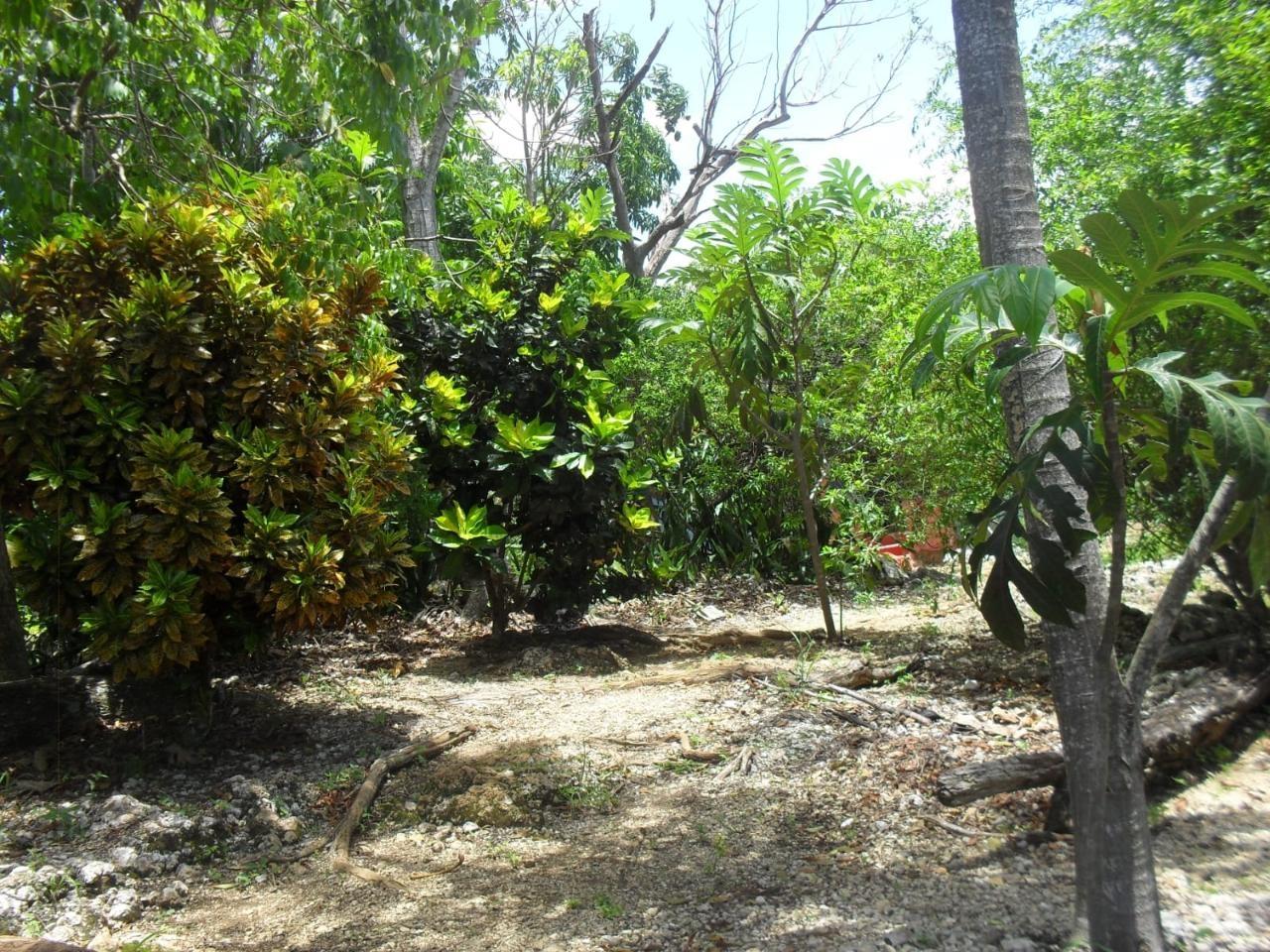 Fourth image of Schoolfield, Prosper in Prosper, St. Elizabeth, Jamaica - property is For Sale