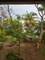 First image of Schoolfield, Prosper in Prosper, St. Elizabeth, Jamaica - property is For Sale