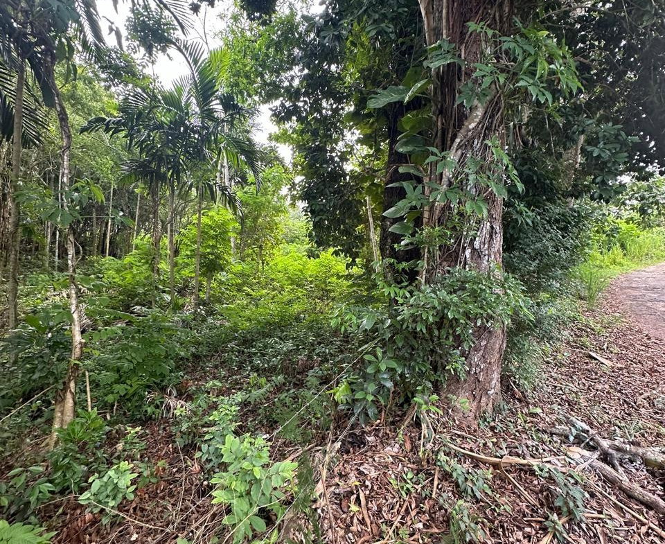 Fourth image of Upton in Upton, St. Ann, Jamaica - property is For Sale
