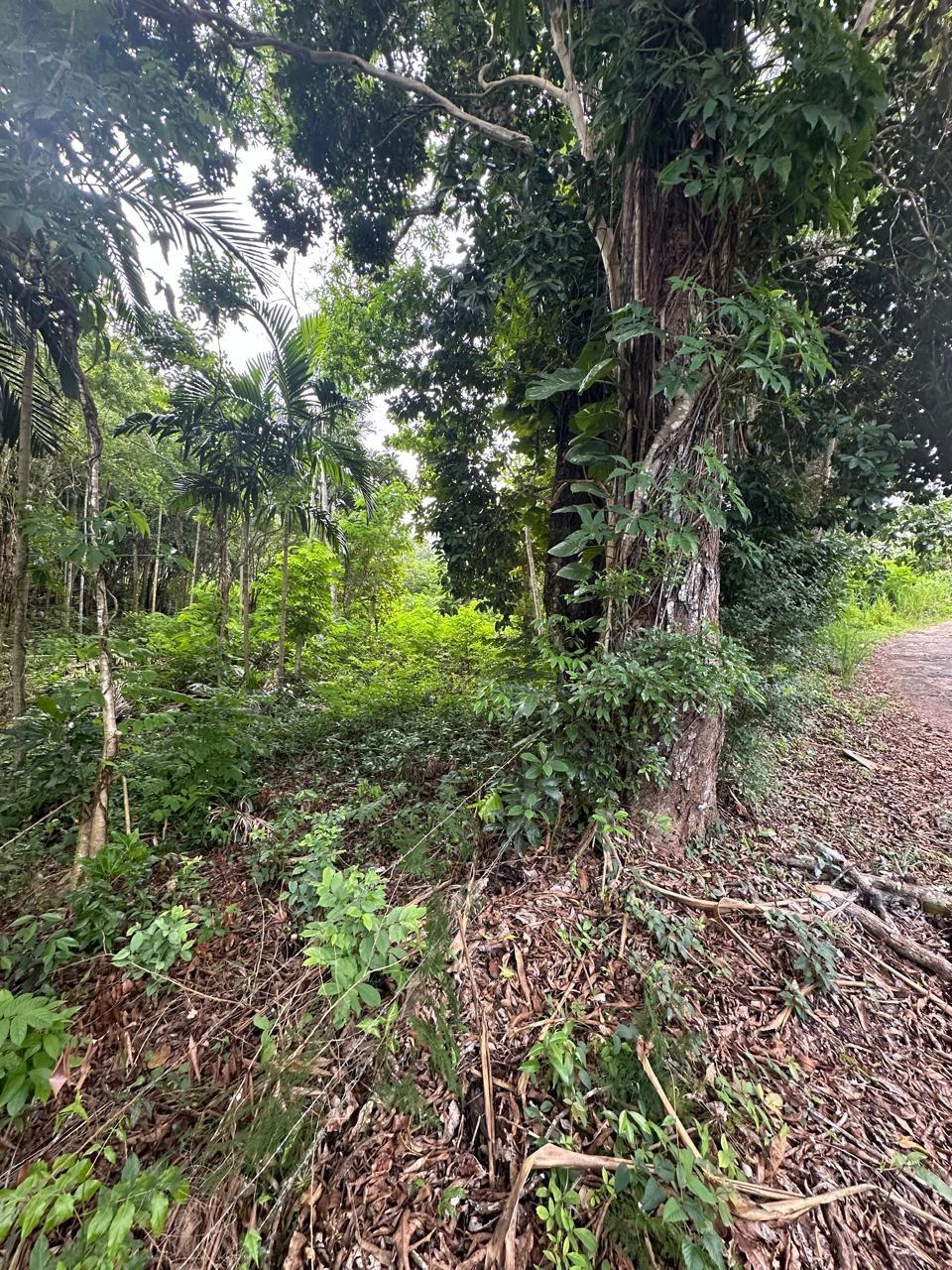 Fourth image of Upton in Upton, St. Ann, Jamaica - property is For Sale