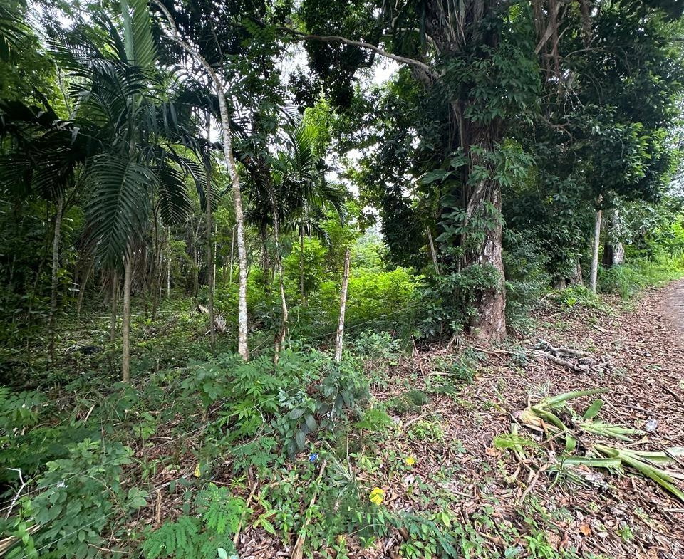 Fifth image of Upton in Upton, St. Ann, Jamaica - property is For Sale